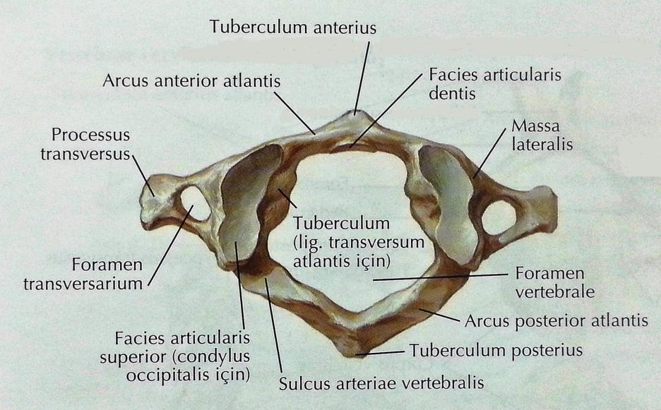 3 1.1.2. Atipik Servikal Vertebralar Atlas (C1) (Şekil 1.