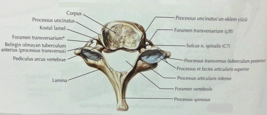 4) diğer servikal vertebralardan farkı processus spinosusunun uzun olup, çatallı