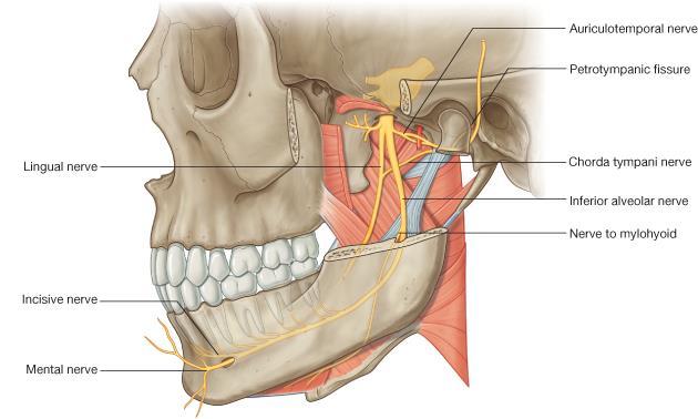 19 Fossa infratemporalis in damarları A. maxillaris Mandibular parça: Fossa infratemporalis te dallar verir. A. auricularis profunda A. tympanica anterior (Cavitas tympanica yı besler) A.