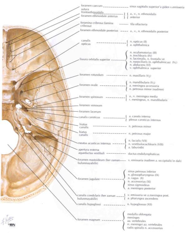 cribriformis: Nn.