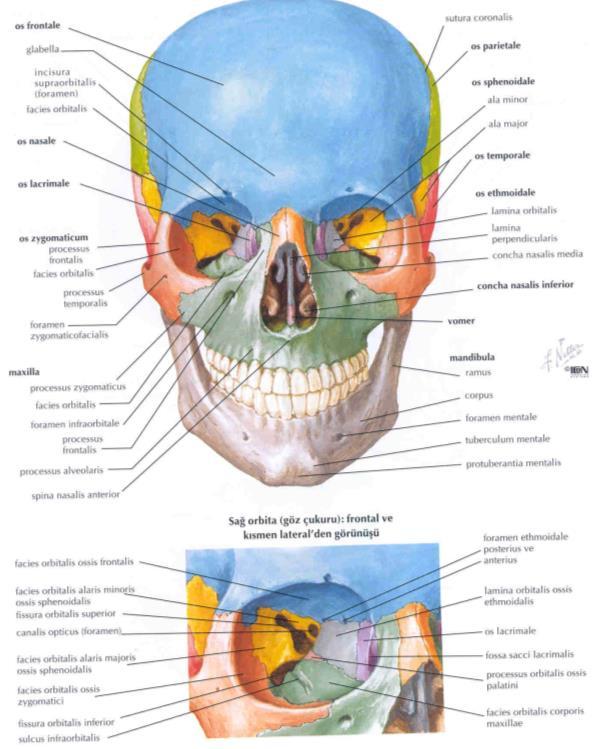 Kafanın önündekiler Foramen zygomaticofacialis Foramen supraorbitalis: a.v.n. supraorbitalis Foramen infraorbitalis: a.v.n. infraorbitalis Foramen mentalis : a.