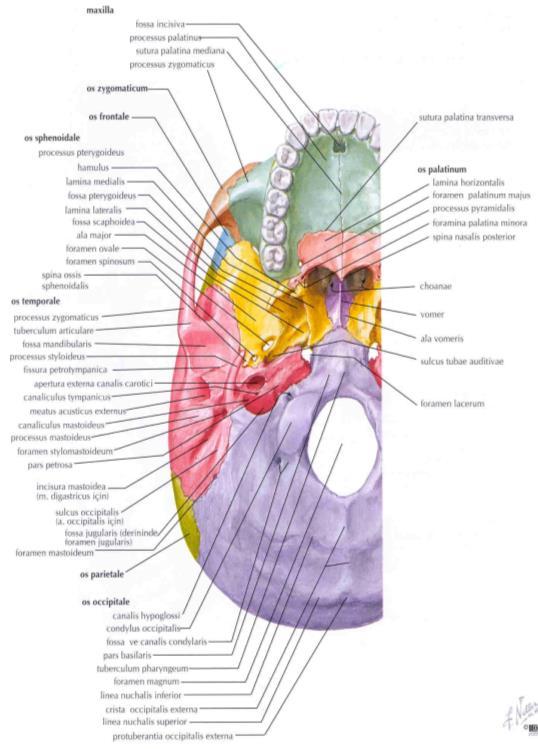 nasopalatinus, damak damarlarının uçları Canalis palatinus: A.v. palatina descendens ve nn. palatina major ve minor Foramen palatina majus: a.v.n. palatina major Foramina palatina minora: a.