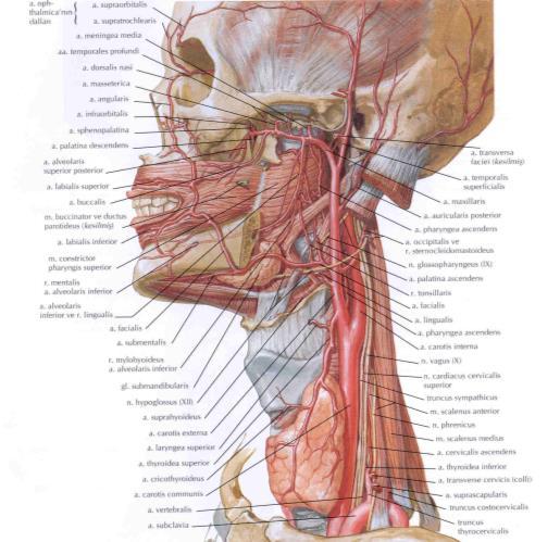 maxillaris ve n. mandibularis dalları vardır. Yüz damarları 11 A. facialis: A. carotis externa nın dalıdır. Yüze birçok dal verdikten sonra a.