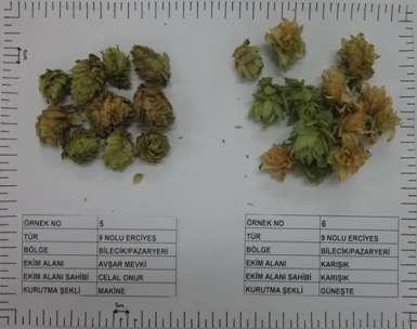 Resim 9. Humulus lupulus (Şerbetçiotu) (9 No lu Erciyes no 5 ve 6) 5 numaralı örnek (9E.1.