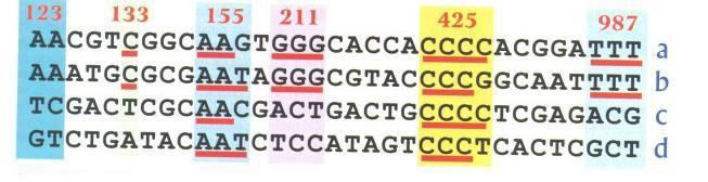 19 Şekil 2.3. Dört farklı bireye ait genom dizilerindeki SNP profilinin, bir ilaca verilecek cevabı önceden saptamada nasıl yardımcı olabileceğinin şematik gösterilmesi [85]. 2.4.2. Restriksiyon fragment uzunluk polimorfizmi (RFLP) DNA da iki homolog gen arasındaki tek bir baz farklılık, allel oluşumu için yeterlidir.