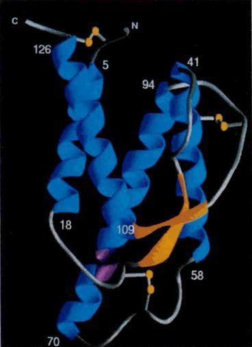 30 Şekil 2.4. İnsanda IL-4 molekülü. α sarmalları mavi, β bağları ise turuncu ile gösterilmiştir [144]. IL-4 geni ve gen ürününün özellikleri; Şekil 2.5.