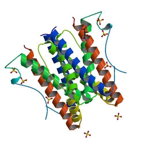 38 Şekil 2.8. İnsanda IL-6'nın kristal yapısı [113]. IL-6 üretimini uyaranlar; IL-1, TNF-α, PDGF, IFN-β, sikloheksimid, TPA vb.