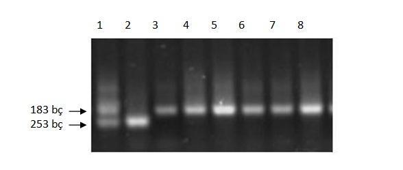 64 1 no lu kuyu: heterozigot genotip (183/253), 2 no lu kuyu: homozigot mutant genotip (253/253), 4 tekrar dizisi bulundurur, 3, 4, 5, 6, 7, 8 no lu kuyular homozigot yaban tip genotip (183/183), 3