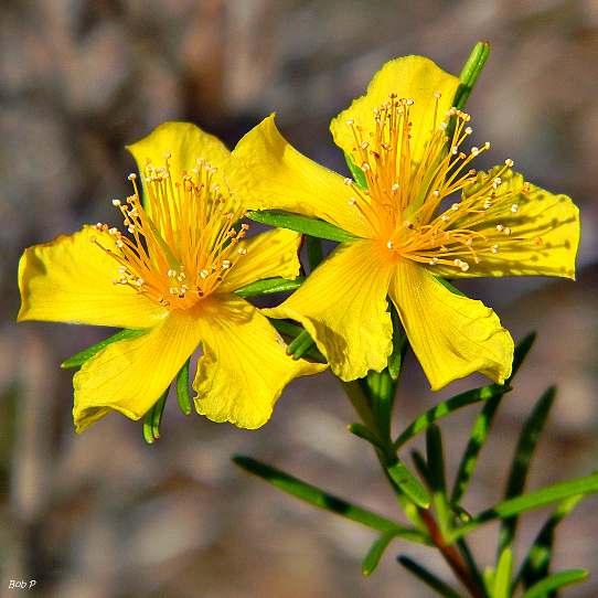 St John s Wort (Sarı kantaron otu) -Zayıf