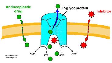 P-glikoprotein İntestinal epitelde xenobiotikleri (toksin veya ilaç vb.