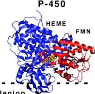 Sitokrom P 450 Bunlar "heme" içeren proteinlerdir ve birincil olarak karaciğerde bulunurlar.