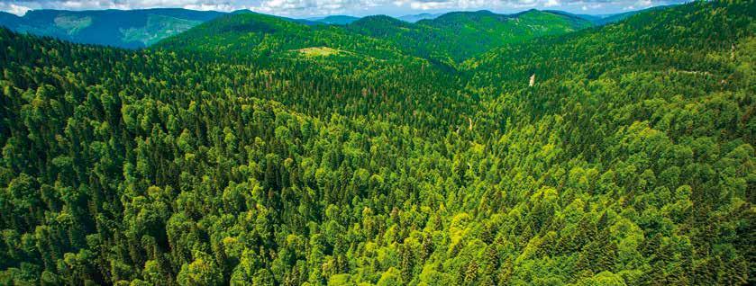 BUGÜNKÜ DURUM 2015 2 013-2015 yılları arasında yenilenen orman amenajman planlarının ENVANİS veri tabanında güncellenmesi sonucu elde edilen verilere göre ülke ormanlık alan miktarı 22,3 milyon
