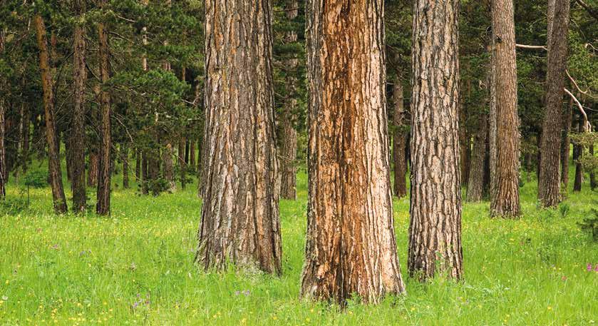Ağaç Servetinin Karşılaştırılması T ürkiye ormanlık alanlarının ağaç serveti; ormanın ölçüldüğü dönemde, yaşayan ve üretim yapan, göğüs çapı 8 cm ve üzeri