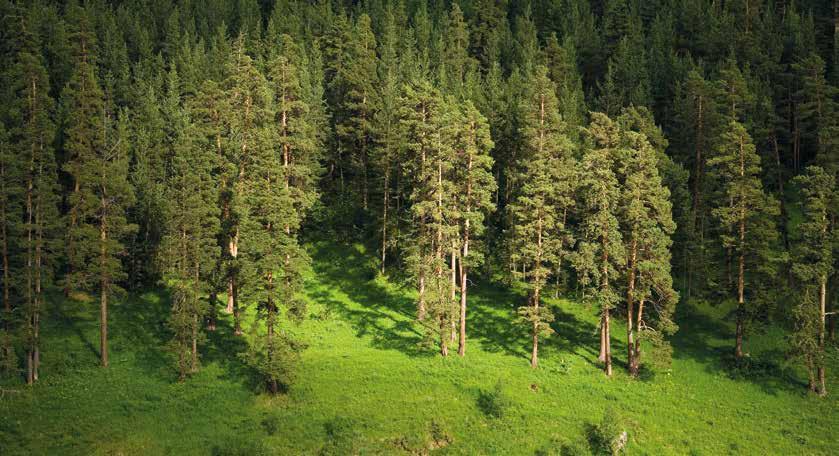 Yıllık Cari Artımın Karşılaştırılması Y ıllık cari artım; orman ağaçlarında bir vejetasyon (büyüme) döneminde meydana gelen boy ve çaptaki artış, yani orman