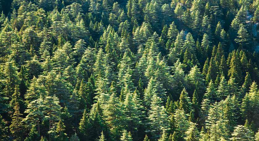 Yıllara Göre Etaların Karşılaştırılması E ta, ormancılığın ana prensipleri ve ulusal ormancılık hedefleri doğrultusunda,