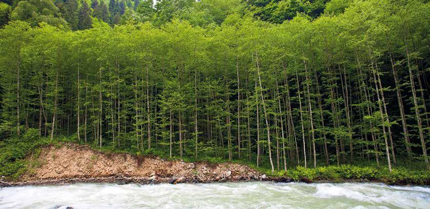SONUÇ S ürdürülebilir orman yönetiminin en önemli araçlarından birini oluşturan orman amenajman planları, ekosistem tabanlı fonksiyonel planlama anlayışıyla yürürlükte bulunan Orman Amenajman