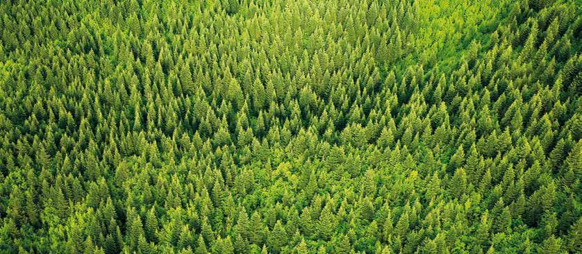 ÖNSÖZ Ü lkemiz orman ekosistemleri, özellikle zengin biyolojik çeşitliliği sebebiyle ulusal önemi yanında küresel düzeyde de dikkat çekmekte olduğundan sürdürülebilir yönetiminin sağlanması önem arz