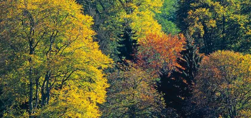 TANIMLAR Orman Ormanlık alan Orman formu : Oldukça geniş bir alanda kendine özgü bir iklim oluşturabilen, belirli yükseklik, yapı ve sıklıktaki ağaçlar, ağaççık, çalı ve otsu bitkiler, yosun, eğrelti