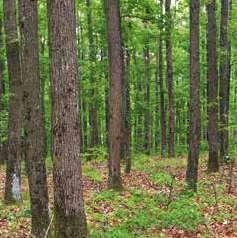: Üzerinde belirli bir kapalılıkta orman örtüsü bulunan alanın hektar ölçü birimine göre büyüklüğüdür. : Aktüel durumdaki orman yapısı veya niteliğini ifade eder.
