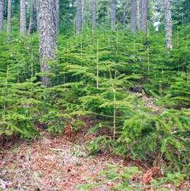 Özel mülkiyete ait orman alanı tüm ormanlık alanın binde birinden daha azdır (yaklaşık 18 bin hektar).