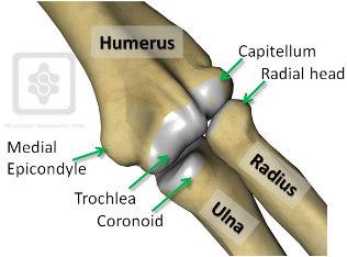 Articulatio Cubiti (Dirsek eklemi): Humerus un alt ucu ile radius ve ulna nın üst uçları arasında meydana gelen bu eklem aslında aynı kapsül ile sarılı üç eklemden oluşmuştur.