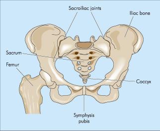 Symphysis Pubica: İki os pubis arasında meydana gelen sympysis tipinde bir eklemdir.