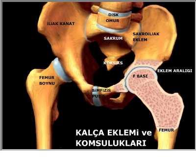 Articulatio Coxae (Kalça Eklemi): Os coxae üzerindeki acetabulum ile caput femoris arasında meydana gelen bir eklemdir. Acetabulum, caput femoris i tamamen içine alacak kadar derin değildir.