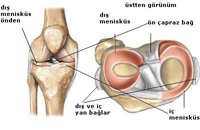 Articulatio Genus (Diz Eklemi): İnsan vücudundaki en karmaşık fonksiyonlu eklemdir. Bu eklemi femur un alt ucundaki condilleri, tibia nın üst ucundaki kondilleri ve patella oluşturur.