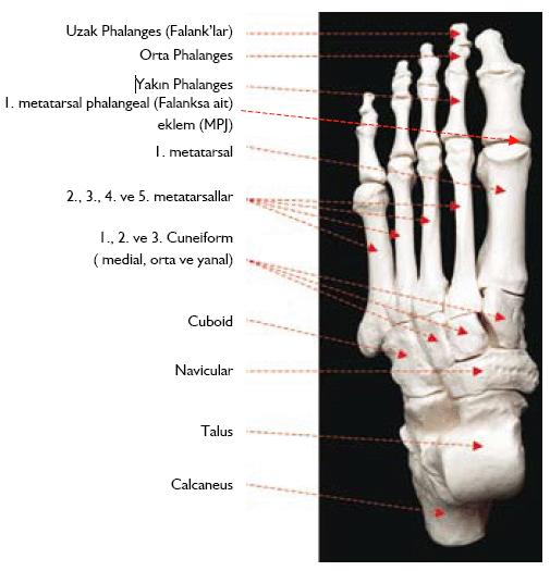 Ayak Eklemleri: Ayak bileği kemikleri arasında; Art. intertarsalis, Ayak bilek kemikleri ile ayak tarak kemikleri arasında; Art.