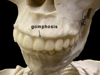 Gomphosis: Bir kemiğin çıkıntısının diğer bir kemiğin içerisine gömülmesi şeklinde oluşan eklemdir.