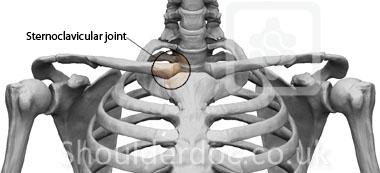 BÖLGELERE GÖRE EKLEMLER 1) ÜST EKSTREMİTE EKLEMLERİ Articulatio Sternoclavicularis: Sternum üzerindeki incisura clavicularis ile clavicula nın facies articularis sternalis i arasında