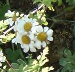 ) Hayek : Asteraceae : Papatya : Çiçek : Karın ağrısı, gaz ve şişkinlik için; bir su bardağı soğuk suya 5-6 adet güneşte