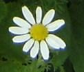 : Asteraceae : Papatya : Çiçek : İltihaplar için; bir yemek kaşığı kurutulmuş papatya çiçeği alınır ve 3 su bardağı soğuk