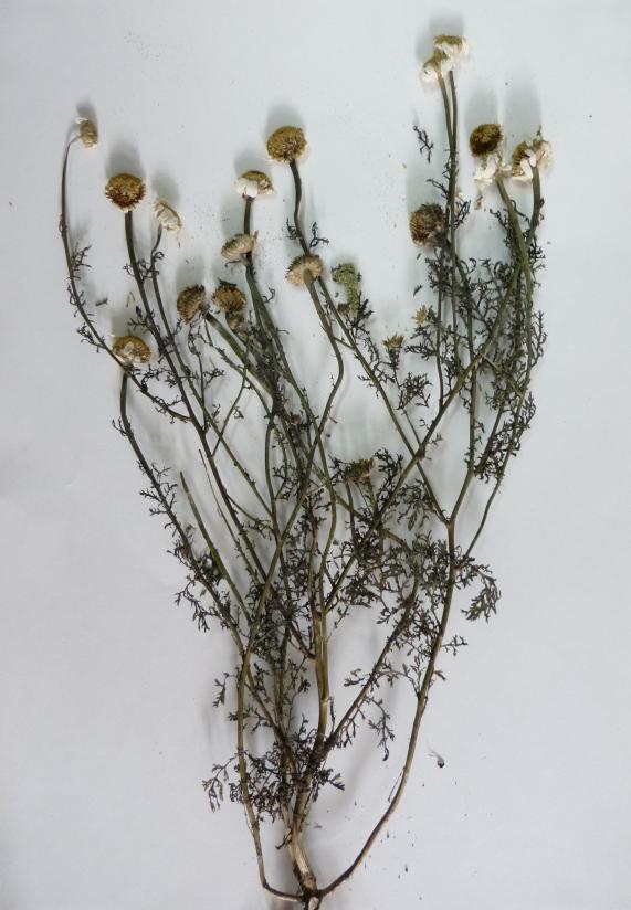 coelopoda : Asteraceae : Papatya : Çiçek : Sinüzit için; gölgede kurutulmuş 6-7 adet papatya çiçeği, bir