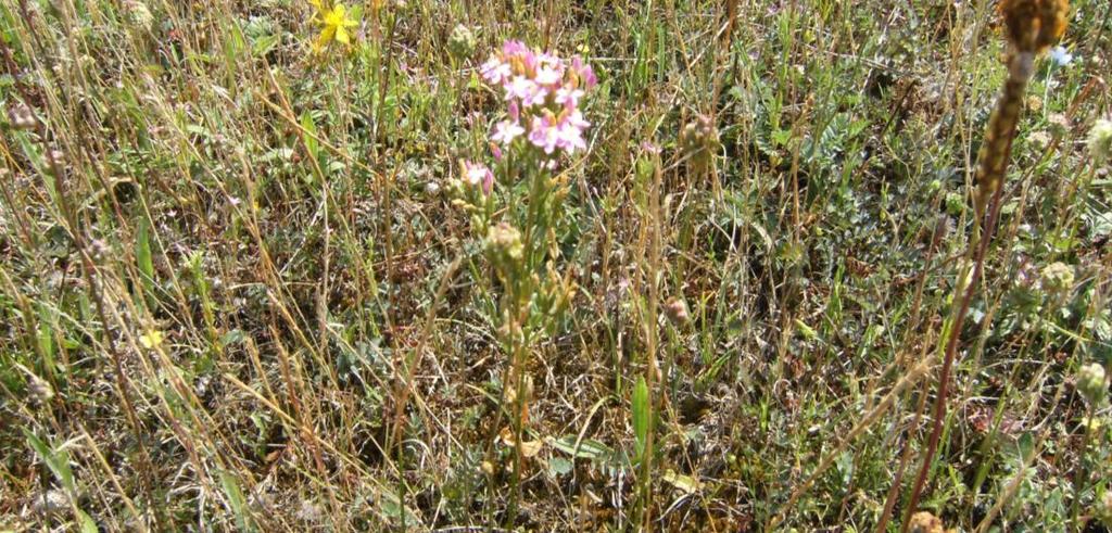 Monograf no: 6 Latince adı Familyası Yerel adı Kullanılan kısmı Kullanılış amacı ve uygulanışı : Centaurium erythraea Rafn.