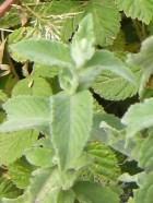 typhoides Familyası : Lamiaceae Yerel adı : Kedi nanesi Kullanılan kısmı : Yaprak