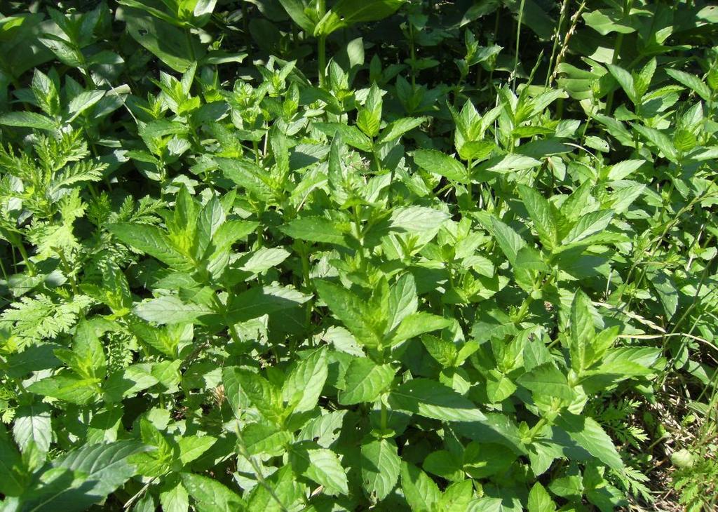 Monograf no: 26 Latince adı : Mentha piperita L.