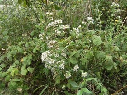 Monograf no: 32 Latince adı Familyası Yerel adı Kullanılan kısmı Kullanılış amacı ve uygulanışı : Origanum vulgare L. subsp.