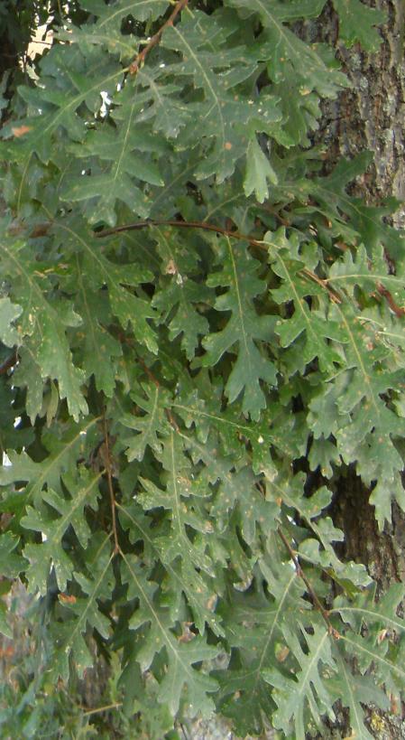 : Fagaceae : Pelit ağacı : Dal : Çivi, tel gibi cisimler battığında yaranın mikrop kapmasını önlemek