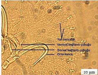 Hüseyin YAZMEN, M. Oğuz ÖZTÜRK Dorsal çubuğun boyu 11-13 mµ (12) µm, eni 2-2 µm dir.