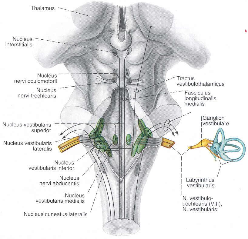 Vestibüler Sistem Santral Vestibüler nukleuslar Talamus Serebellum Serebral korteks Periferik