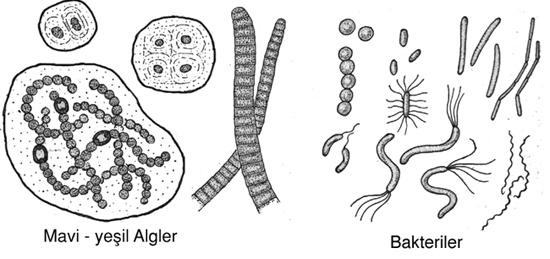 Şekil 1. Mikroorganizmalara ait görüntüler 2.1.1.1. Gıda Güvenliğini Olumsuz Yönde Etkileyen Bakteriler ve Sağlık Üzerinde Etkileri 2.1.1.1.1. Aeromonas spp.