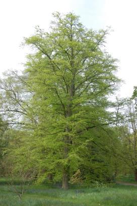 Fagus