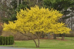 Dişbudak Cornus