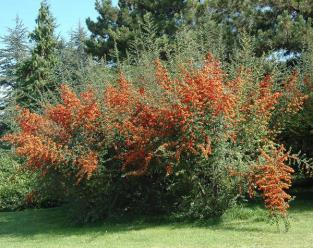 Pyracantha