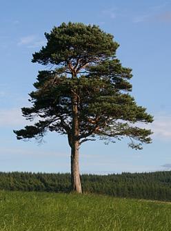 Pinus