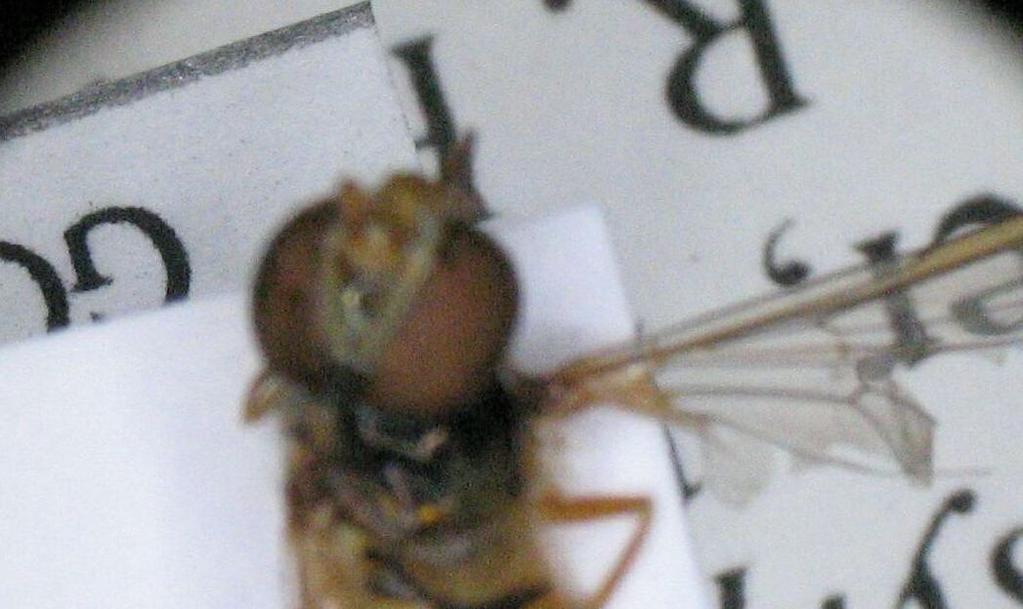 9 4.. Diptera:Syriphidae 4... Episyrphus balteatus (De Geer, 776) (Diptera:Syrphidae) Tanınması: Erkek 8- mm, dişi 7- boyunda. Her iki cinste kanat açıklığı 7-0 mm.