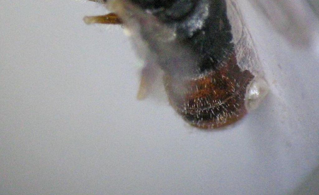 5-6 mm, kanat açıklığı 3.5-4.5 mm. Alın ve yüz erkekte sarı renkli olup beyaz renkli kısa kıllı, dişide alın tamamen siyah renkli, yüz sarı renklidir.