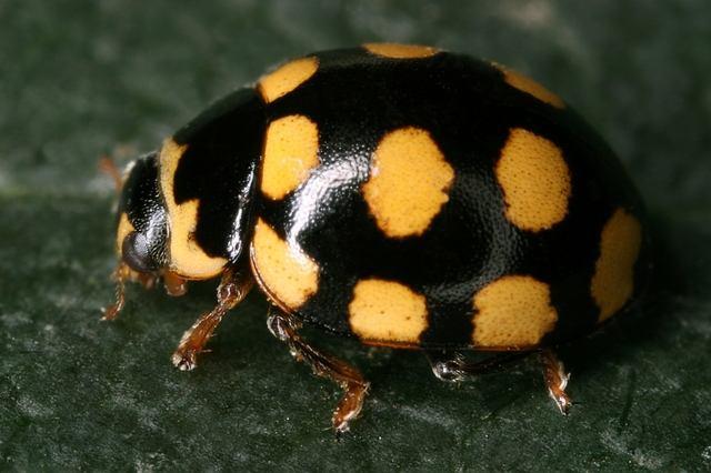 Baş erkekte sarı, dişide ise yanlardaki 2 adet küçük sarı leke dışında siyah. Pronotum ve elitra siyah, pronotumun ön ve yan kenarları sarı. Elitra üzerinde 4 adet sarı leke bulunur (Uygun, 98).