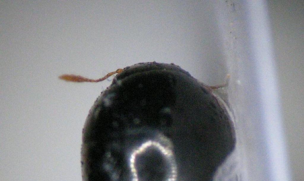 25 a b Şekil 4.3. Nephus nigricans ergini a) Orijinal b) Keskin, 202 den Habitatı: Başlıca avlarını Aphididae (Hom.), Chaitophoridae (Hom.), Coccidae (Hom.), Diaspididae (Hom.), Tingidae (Het.